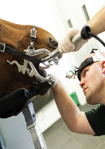 Equine Dental